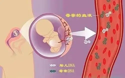 東莞哪家胎兒親子鑒定準確？（無創胎兒、羊水、絨毛）