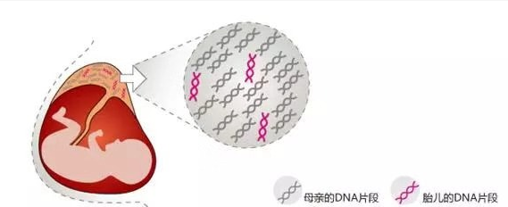 無創胎兒親子鑒定準確率是多少？關于無創胎兒親子鑒定檢測技術
